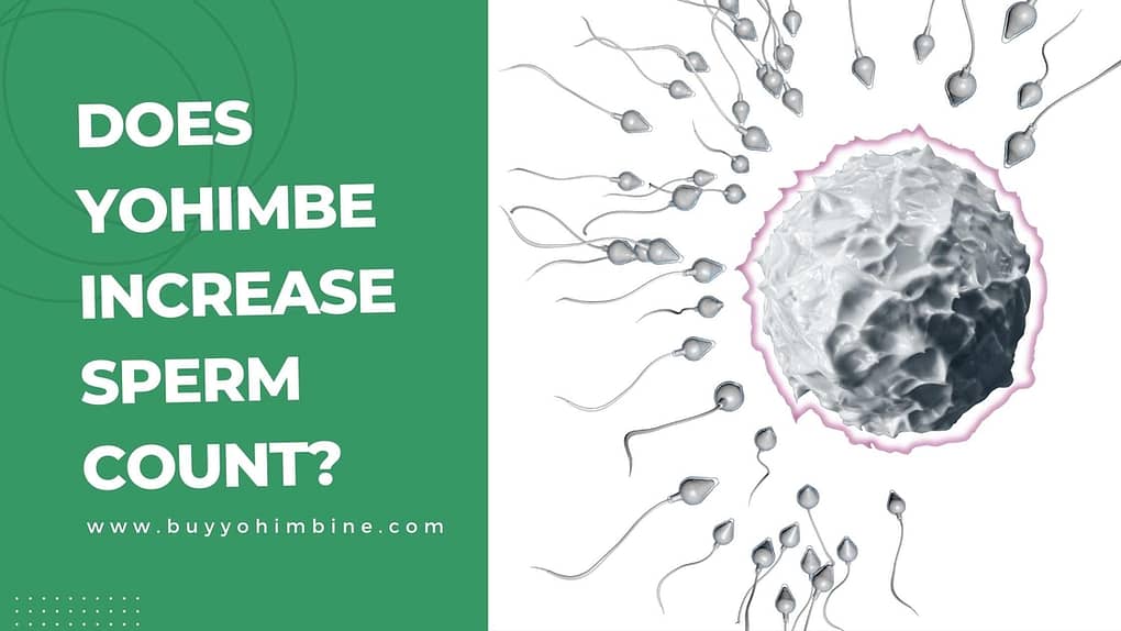 Does Yohimbe increase sperm count? Here's The Answer
